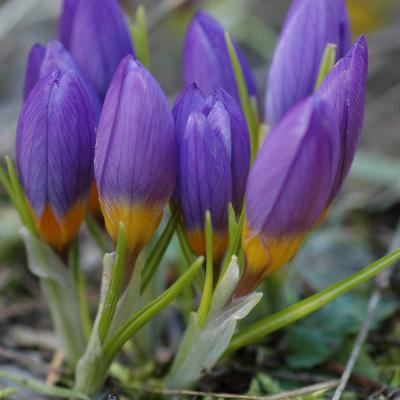 Crocus nivalis by Evangelia Skourti