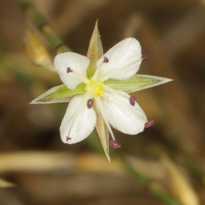 Bufonia stricta by E. Kalogeropoulos & P. Delipetrou