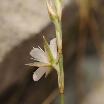 Bufonia stricta by E. Kalogeropoulos & P. Delipetrou