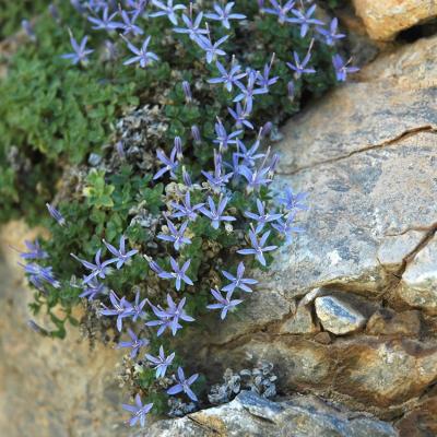 Campanula asperuloides by Katerina Koutsovoulou