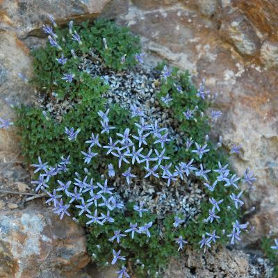 Campanula asperuloides by Katerina Koutsovoulou