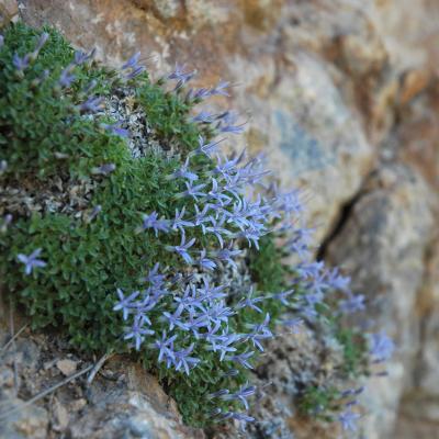 Campanula asperuloides by Katerina Koutsovoulou