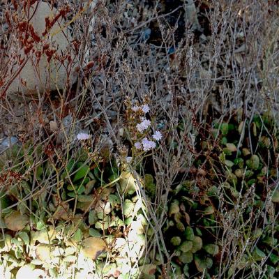 Limonium aphroditae by Irini Vallianatou