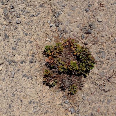 Limonium aphroditae by Irini Vallianatou