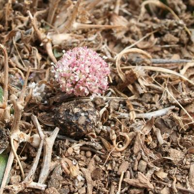 Horstrissea dolinicola by Mediterranean Plant Conservation Unit of MAICh