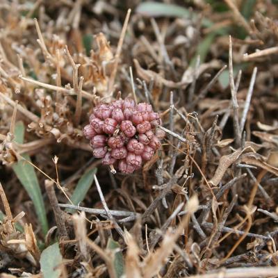 Horstrissea dolinicola by Mediterranean Plant Conservation Unit of MAICh