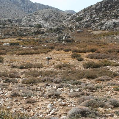 Horstrissea dolinicola by Mediterranean Plant Conservation Unit of MAICh