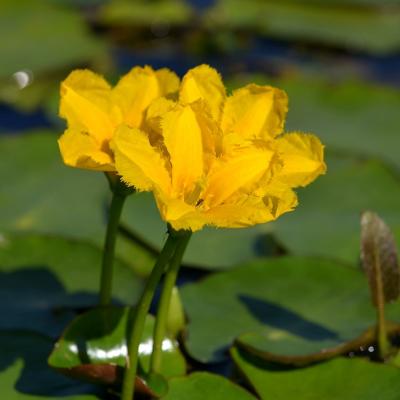 Nymphoides peltata by Giorgos Poulis