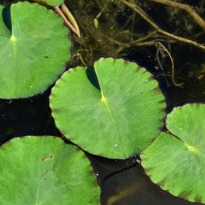 Nymphoides peltata by Giorgos Poulis