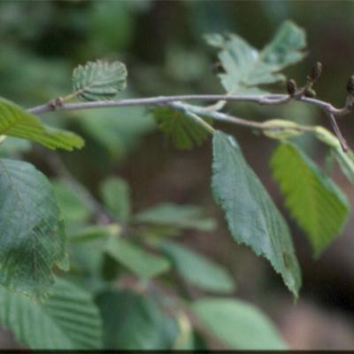 Alnus incana subsp. incana by Fotios Xystrakis