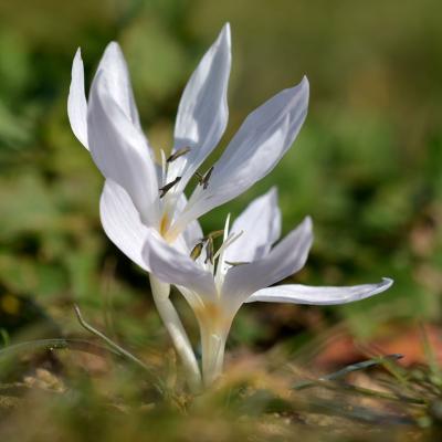 Colchicum chimonanthum by Giorgos Poulis