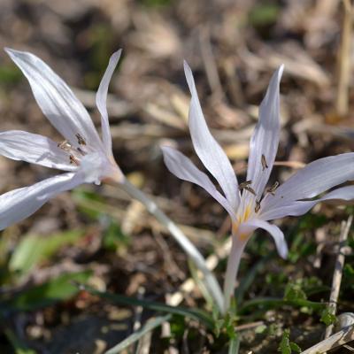 Colchicum chimonanthum by Giorgos Poulis