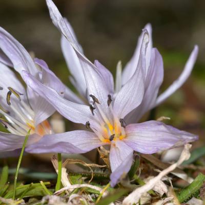 Colchicum chimonanthum by Giorgos Poulis