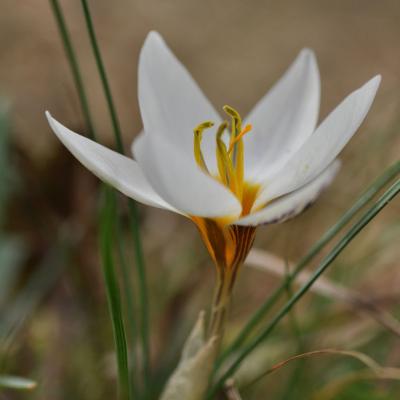 Crocus biflorus subsp. stridii Katerina Goula