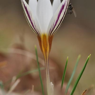 Crocus biflorus subsp. stridii Katerina Goula