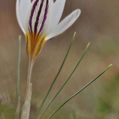 Crocus biflorus subsp. stridii Katerina Goula