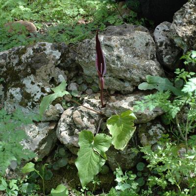 Arum purpureospathum by Apostolis Kaltsis