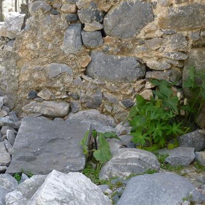 Arum purpureospathum by Apostolis Kaltsis