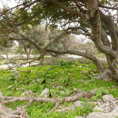 Arum purpureospathum by Apostolis Kaltsis