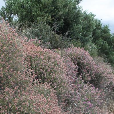 Ebenus cretica by Andreas Zikos