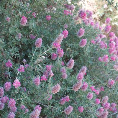 Ebenus cretica by Andreas Zikos