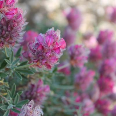 Ebenus cretica by Andreas Zikos