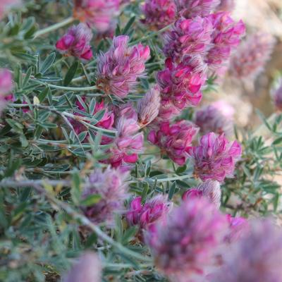 Ebenus cretica by Andreas Zikos