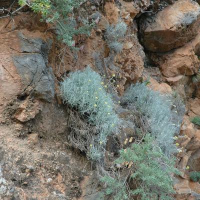 Helichrysum heldreichii by Katerina Koutsovoulou