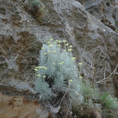 Helichrysum heldreichii by Katerina Koutsovoulou