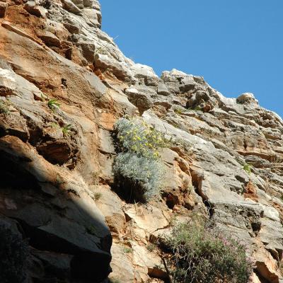 Helichrysum heldreichii by Katerina Koutsovoulou