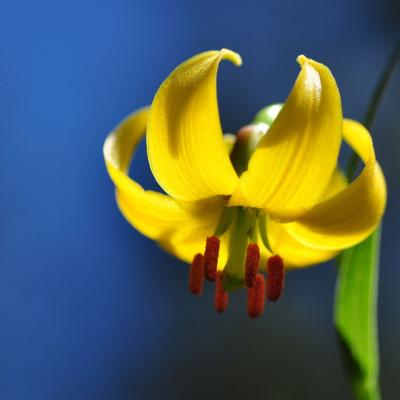 Lilium albanicum by Katerina Goula