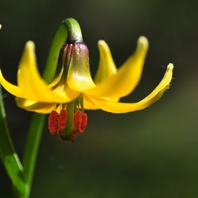 Lilium albanicum by Katerina Goula