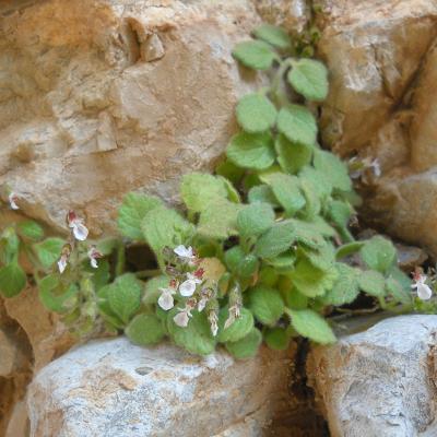 Teucrium montbretii by Ioannis Bazos