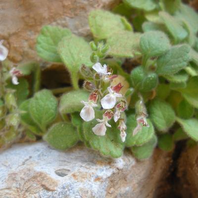 Teucrium montbretii by Ioannis Bazos