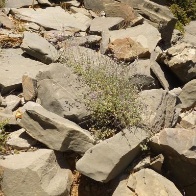 Origanum microphyllum by Apostolis Kaltsis