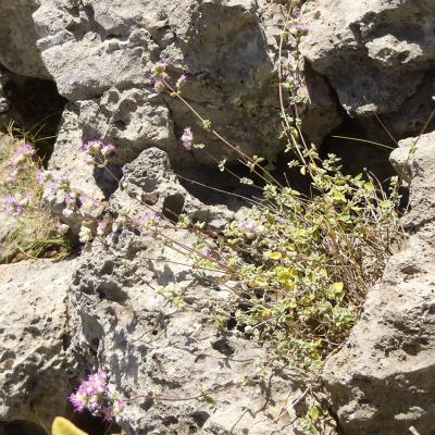 Origanum microphyllum by Apostolis Kaltsis