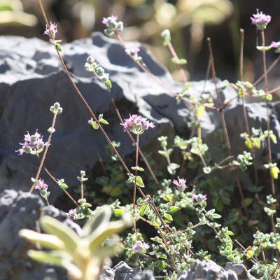 Origanum microphyllum by Apostolis Kaltsis
