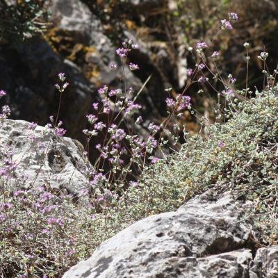 Origanum microphyllum by Apostolis Kaltsis