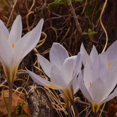 Crocus cancellatus subsp. mazziaricus by S. Oikonomidis