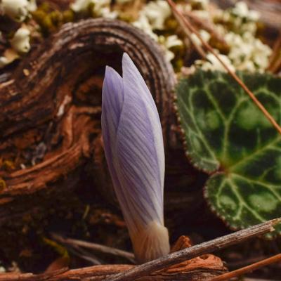 Crocus cancellatus subsp. mazziaricus by S. Oikonomidis