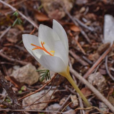 Crocus cancellatus subsp. mazziaricus by S. Oikonomidis