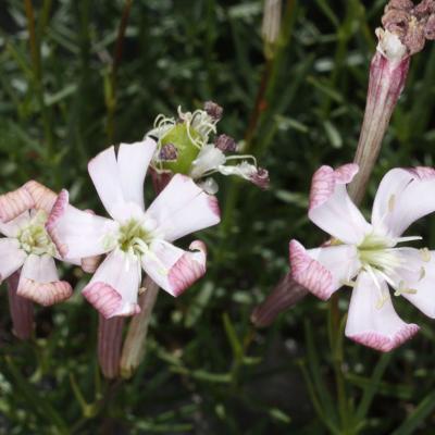 Silene orphanidis by Stelios Charalambidis and Panagiotis Dimopoulos