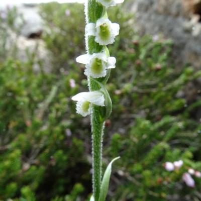 Spiranthes spiralis by Dimitris Kontakos