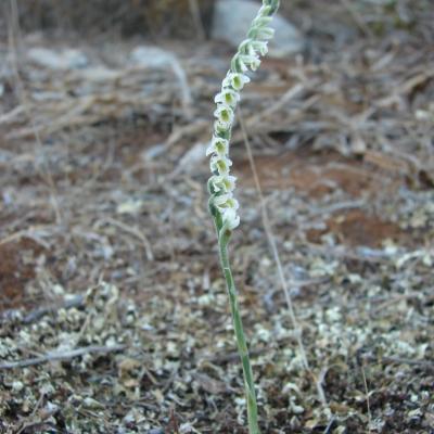 Spiranthes spiralis by Dimitris Kontakos