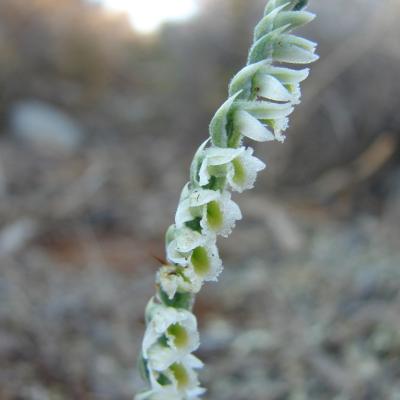 Spiranthes spiralis by Dimitris Kontakos