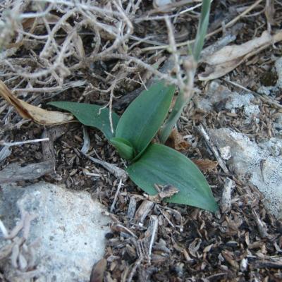 Spiranthes spiralis by Dimitris Kontakos