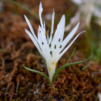 Colchicum atticum by Giorgos Poulis