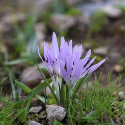 Colchicum atticum by Giorgos Poulis