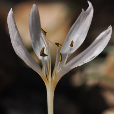Colchicum asteranthum by Katerina Goula
