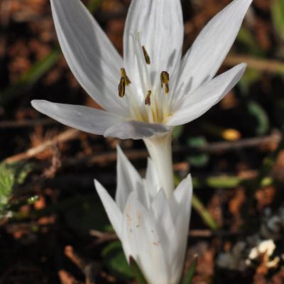 Colchicum asteranthum by Katerina Goula